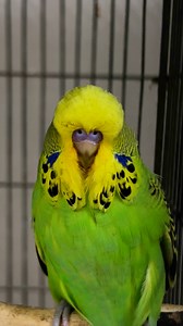 Name Meaning – “Budgerigar” is thought to mean “good food” in an Aboriginal language.#BudgieFacts #BirdLovers #Budgerigar | Birds Land
