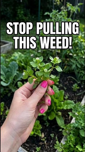 Edible Weeds Hiding In Your Backyard Garden. #edibleweed #Chickweed #BackyardGarden #GardenTips