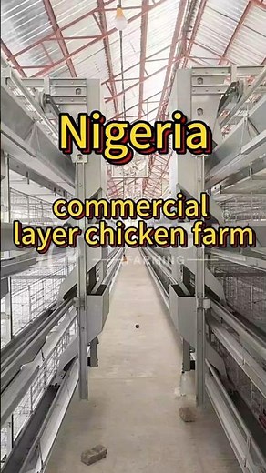 Nigeria 20,000 Layers in Operation | H-Type Layer Cage System #chickencage #chickenfarm #nigeria