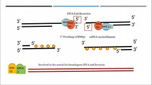 DNA Double Strand Breaks And Repair Systems Part 2