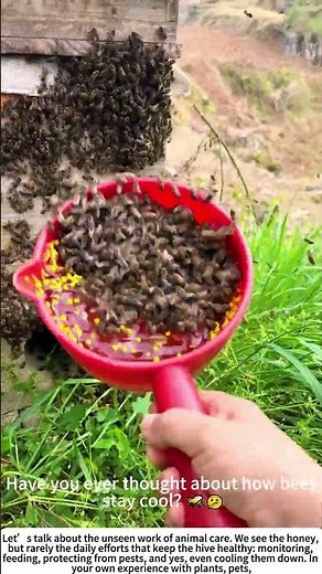 Summer Care for the Hive: Keeping Bees Cool 🐝🌞