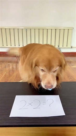 Dogs can do arithmetic and no one can stop them#Catch a little dog for enjoying the