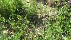 4.5K views · 197 reactions | How to pet a bumblebee! A great pollinator! | Frankie Flowers | Facebook