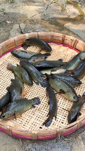 Cooking Koi Fish with Bottle Gourd Leaves — Bengali Style! | Old Cooking