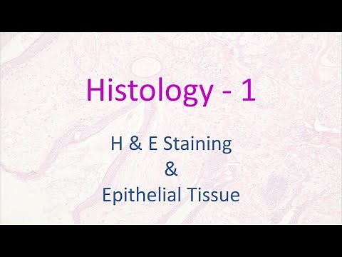 Histology - 1 | H&E Staining and Epithelial Tissue