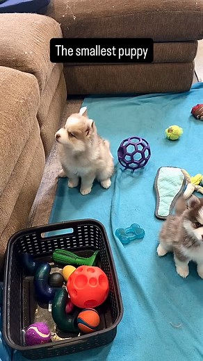 The smallest puppy with the biggest personality #bigpersonality #pomsky #pomskypuppy #puppy #dog #puplylove #dogs #pomskies #dogoftheday #minihusky #doglife #pomskydog #huskymix #cutedogs #pomskypuppies #puppies #puppylove #minihuskypuppy #cutepuppy #cutepuppies #puppylife #puppycuteness #huskypuppy #puppyoftheday #puppyreels #puppyvideos #fyp | Ontario Pomsky Puppies