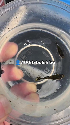 Leopard Dumbo Ear Guppies: A Colorful Aquatic Experience