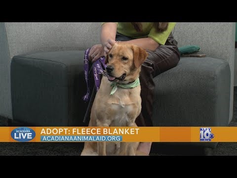 Pet of the Week: Adopt Fleece Blanket from Acadiana Animal Aid