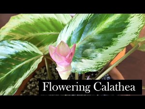 Flowering Calathea: Three Calatheas in Bloom