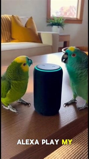 Parrot Battle: "Alexa, Play My Song!" vs. 🐱 Cute Baby Pinky Promises & Cat Blames Dog!