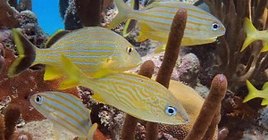 Biodiversity Proves Its Real-World Value