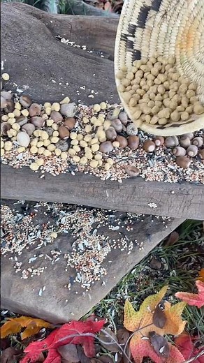 🐦 Special Treats for the Birds and Critters