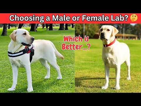 Male Vs Female Labrador: 8 Differences Between Them || Lab Personality