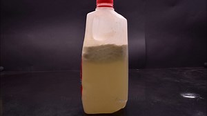 Expired milk under microscope.