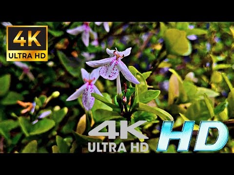 Flowers video||Mobile videography||Song video|| Garden