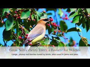 You will Love this Tree , Plant in July Serviceberry