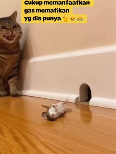 Jurus paling ampuh 😸😸😹😹 #kucinglucu #videokucing #videokucinggemes #kucinggemoy #kucingcore