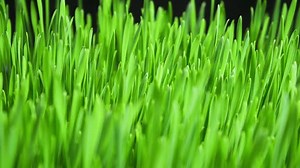 Rye Field Cereal Growing Crop Time Lapse