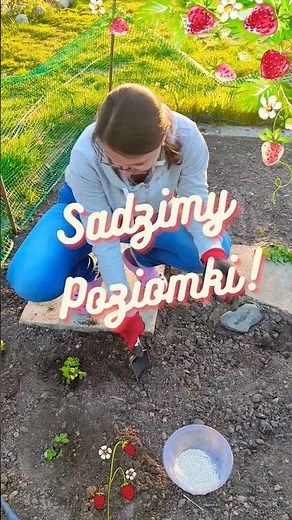 Sadzimy POZIOMKI ! jak przygotować ziemię dla poziomek #nature #garden #gardening