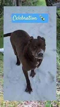 The One Thing Dogs Do So Well: Celebrating Life Like It Matters