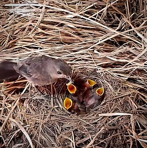 Sooty chat Birds feed babies to live worms | Review Bird All