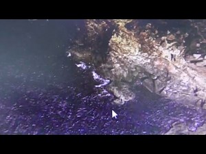 マップで紹介 白浜地磯 『いそぎ公園【通称：チャボ】』