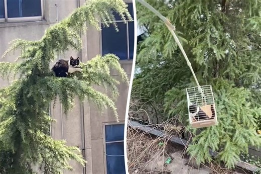 Cat rescued after being stranded in six-storey high tree