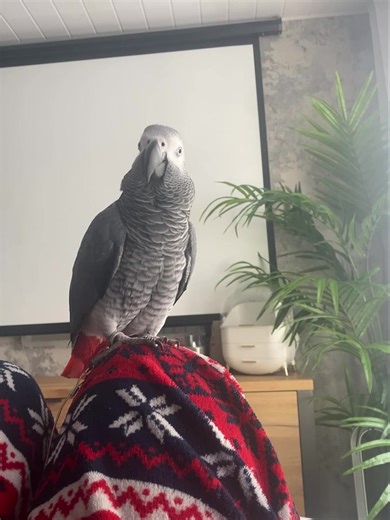 15K views · 1.7K reactions | The sore toe is back  | Kelo the African Grey | Facebook