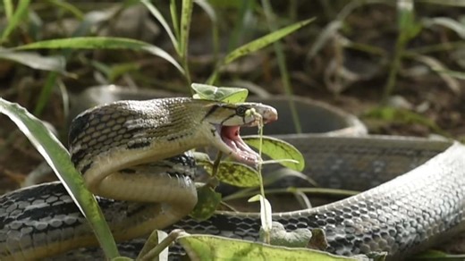 The Snake Master S01:E02 - Human vs. Snake: The Killer Beasts in a Human Community