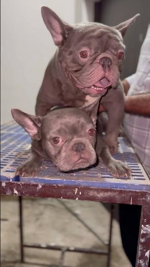 Huge Head Size French Bulldog Mating
