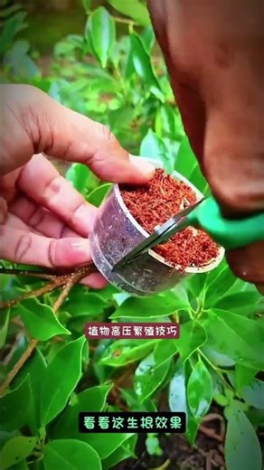 High Pressure Reproduction Turning Tree Branches Into New Seedlings! 🌳🚀