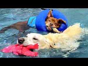 Hilarious DOGS vs SWIMMING POOLS - Watch & laugh!