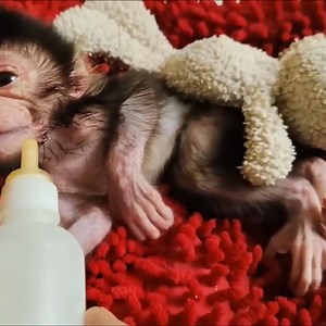 2.4K views · 39 reactions | the health condition of the new baby monkey born this morning | Animal Home | Facebook
