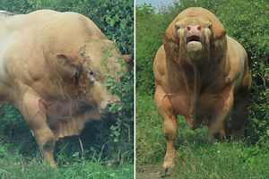 Moment huge bull charges towards couple’s car after bursting through field