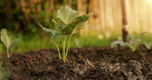 Wake Up Your Garden: Why Use Native Plants?