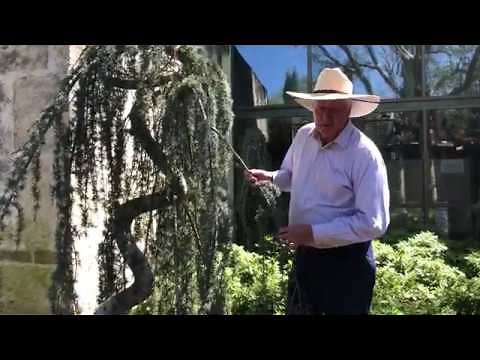 Plant Features: Blue Atlas Cedar