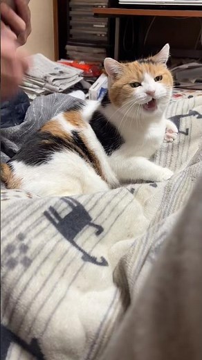 【三毛猫】私の登場に嬉しそうなミケ