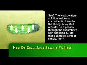Bayer MSMS | How Do Cucumbers Become Pickles?