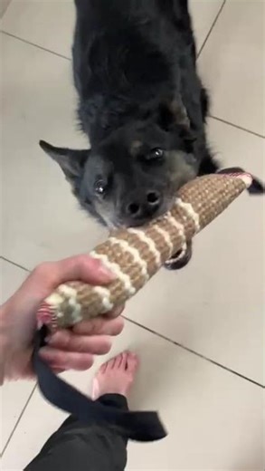 Belgian Malinois Bite Training With a Tug Toy