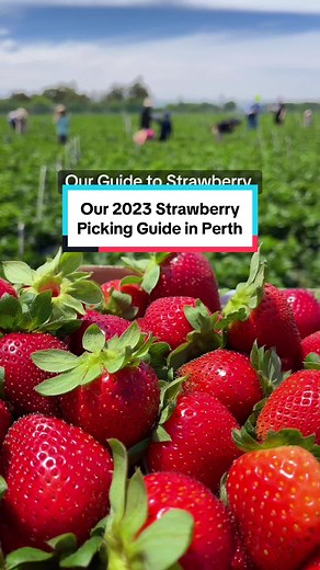 Our Guide to the best strawberry picking in Perth! 🍓 One of the best things to do in Perth right now is to go strawberry picking - great value for money and a fun activity to do with the kids. Most farms allow you to eat as you pick, but just make sure not to overindulge on the ripe, sweet berries!! With quite a few options for strawberry picking in Perth and lots of variation in pricing and opening hours, we’ve put together an up to date list of the best farms. But please check directly with t