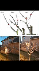 6.6K views · 34 reactions | Essential Pruning Techniques for Fruit...