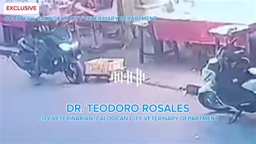 Trigger warning: Animal cruelty Patay sa saksak ang isang asong pinoy o “aspin” matapos tumangay ng karne sa isang palengke sa Barangay 154, Caloocan City. | #SelfiePatrol ni Christopher Sitson, ABS-CBN News | ABS-CBN News