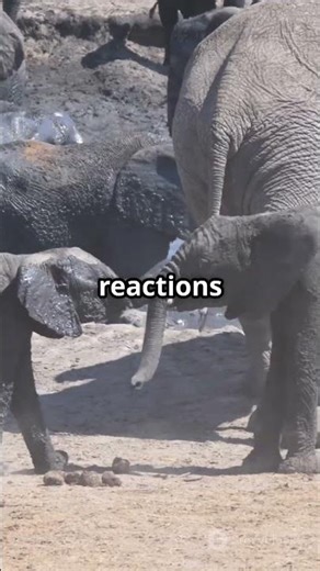 Do ELEPHANTS Really Cry When They Are Sad?