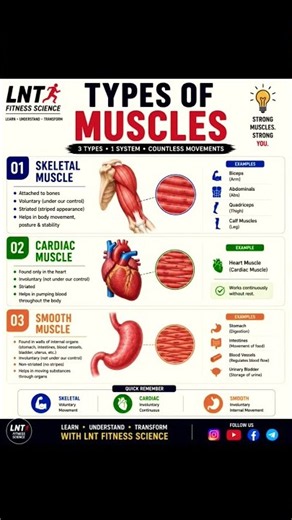💪 Types of Muscles #LNTFitnessScience#TypesOfMuscles#MuscularSystem#HumanAnatomy#FitnessScience