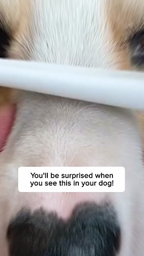 Get this Flea Comb to remove fleas from your dog!!🐶🐾 | flea removal comb