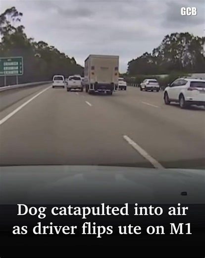 Shocking dashcam footage has captured the moment a dog was flung into the air after a ute wove through traffic and flipped on the M1. Watch the full video 👉 https://bit.ly/45j5woO | Gold Coast Bulletin