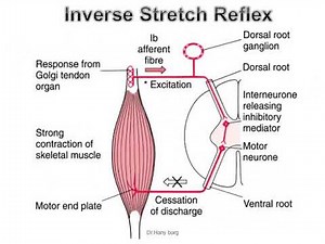 inverse stretch Reflex & clonus