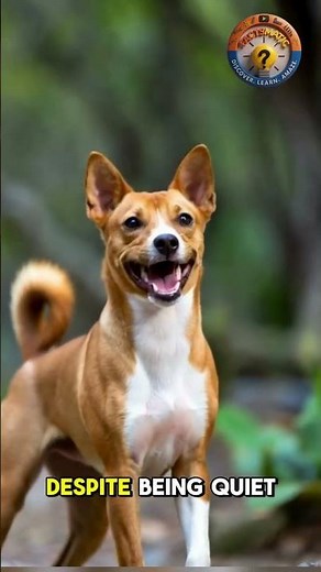 Meet the Basenji: The Barkless Dog - Factsmatic