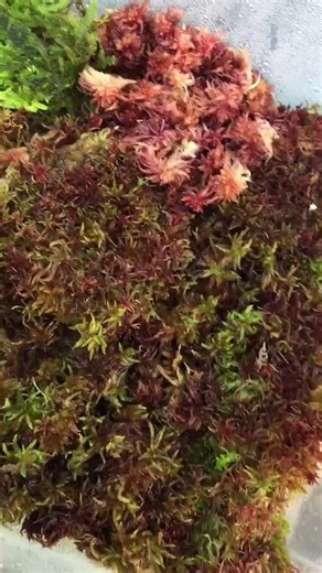 Red Moss 🌿✨ #SpagnumMoss #TerrariumPlants