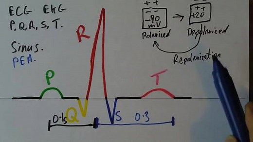 Basic of ECG. PQRST wave Interpretation. | ICU Critical Care Nurses